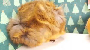 БУЗЯ И КУЗЯ: обзор и РАСПАКОВКА улетных новогодних АНТИСТРЕССОВ