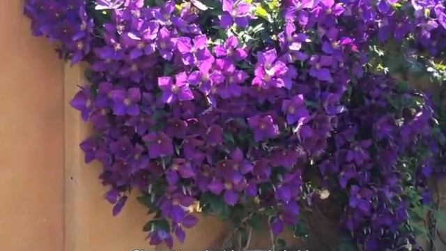 Clematis (deciduous Hybrids)