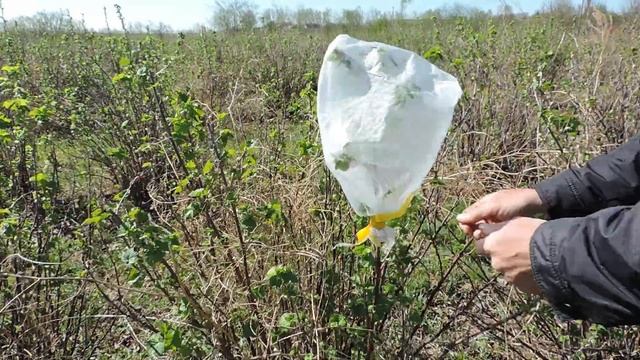 Перекрестное опыление и самоплодность смотреть онлайн