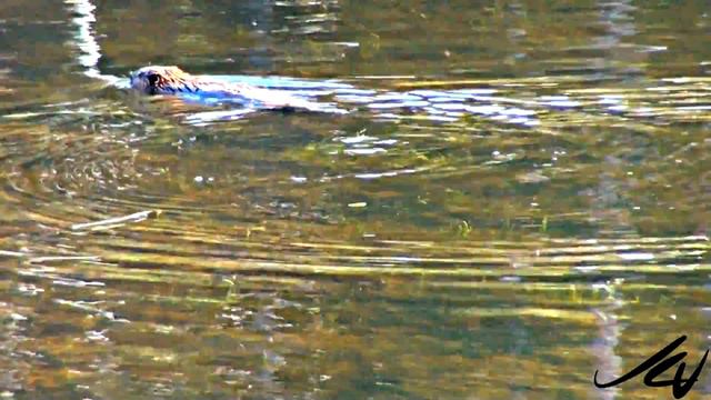 Get your paws off my beaver - Senator Nicole Eaton YouTube смотреть онлайн