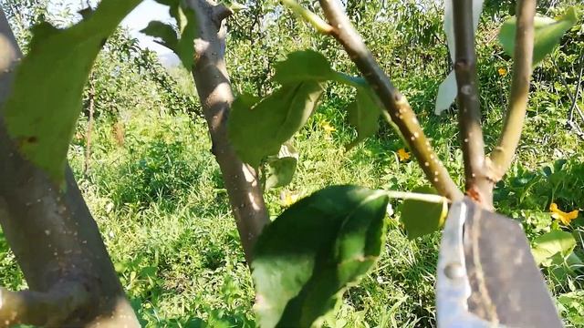 № 87 Chip budding. Чип Бъдинг. Присадена пъпка на ябълка от миналата година. Grafted bud. смотреть онлайн