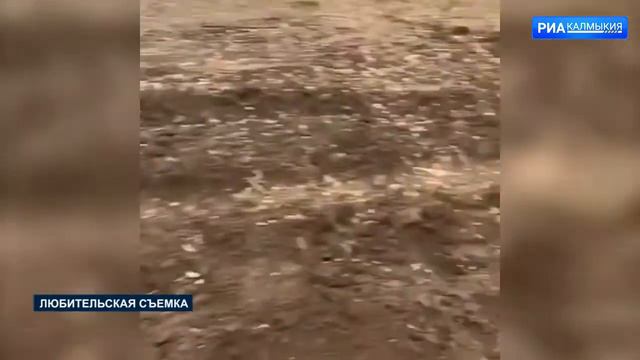 В Калмыкии идет экспериментальная посадка новой культуры, препятствующей опустыниванию смотреть онлайн