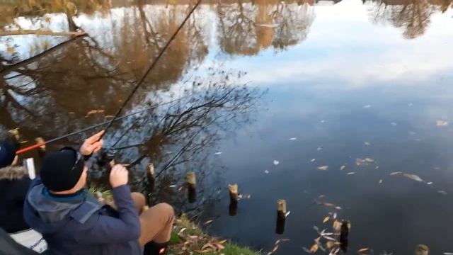 Такого клёва в ноябре я не ожидал. рыбалка с сыном и отцом на фидер и маховую удочку. карп, лещ смотреть онлайн