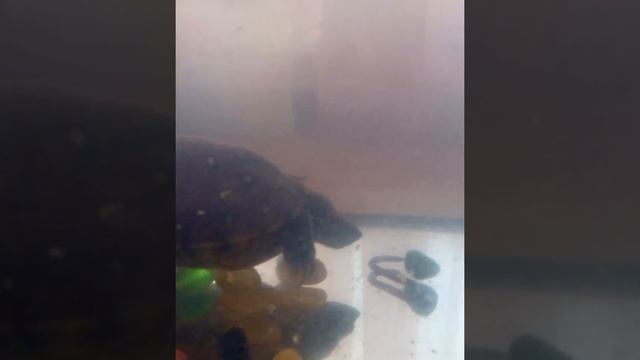 Пробуем дождевых червей смотреть онлайн