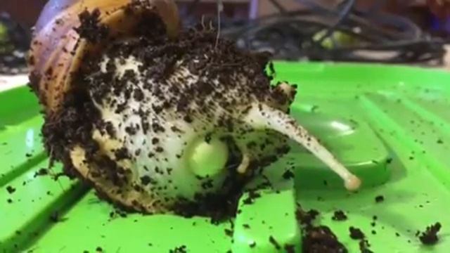 Кладка Ахатины Релекуляты Альбины