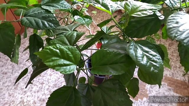 Китайская роза. Размножение черенками. смотреть онлайн