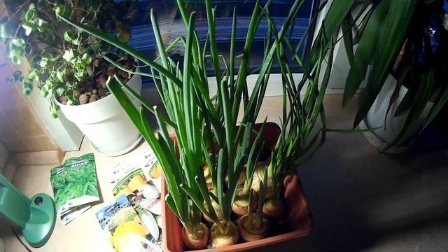 #ПОКУПКА СЕМЯН#БАНАНОВЫЕ НОГИ#ЛУК НА ЗЕЛЕНЬ# смотреть онлайн