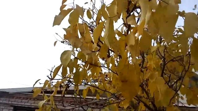 Красивые желтые осенние листья грецкого ореха Beautiful yellow autumn walnut leaves 美しい黄色の秋のクルミの葉 美 смотреть онлайн