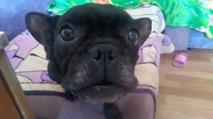 Французский бульдог,говорит Мама!