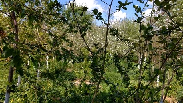 Арония (черноплодная рябина) chokeberry . Цветение. смотреть онлайн