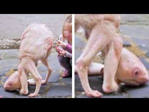 Странные Животные, в Существование Которых Сложно Поверить