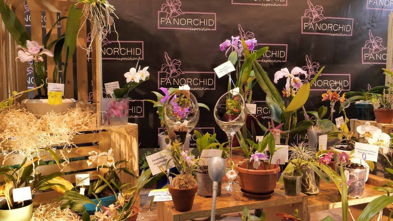 ВЫСТАВКА ОРХИДЕЙ! ЭМОЦИИ ПЕРЕПОЛНЯЛИ! смотреть онлайн