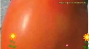 Томат обыкновенный Гусиное Яйцо. Краткий обзор, описание характеристик, где купить семена