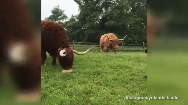 Farm life! Brave Yolanda Hadid feeds several buffalo with horns смотреть онлайн