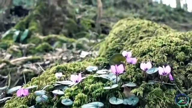 Подснежники в горах Лазаревского смотреть онлайн