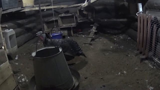 Работа Вебасто в стайки в зимний период. смотреть онлайн