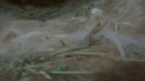 Одновременные окролы крольчих - крольчата в гнёздах