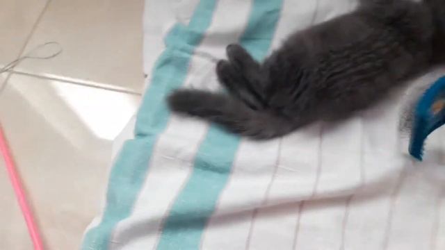 Приучаем Шотландского Вислоухого котенка к расческе
