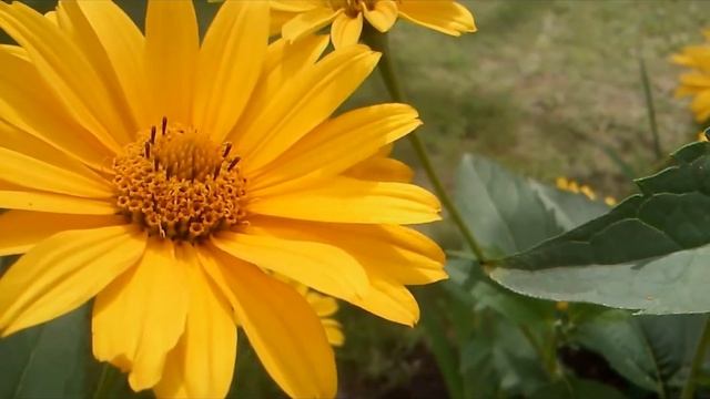 Sony Ericsson Neo V - VIDEO SAMPLE смотреть онлайн