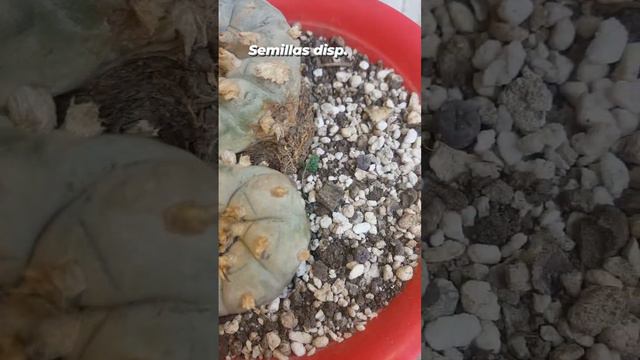 Lophophora Peyote con flor hikuri смотреть онлайн