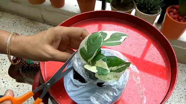 White leaf money plant Unboxing смотреть онлайн