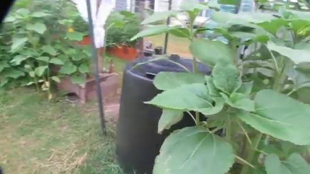 Садовый участок возле дома смотреть онлайн