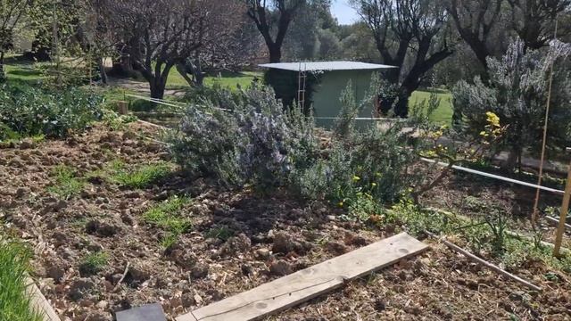 Vegetable Garden Pierre-Auguste Renoir Cagnes- Sur-Mer смотреть онлайн