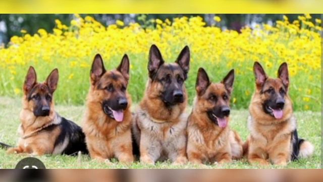 німецька вівчарка ❤️❤️❤️❤️❤️❤️❤️❤️❤️❤️❤️❤️❤️❤️❤️❤️ смотреть онлайн