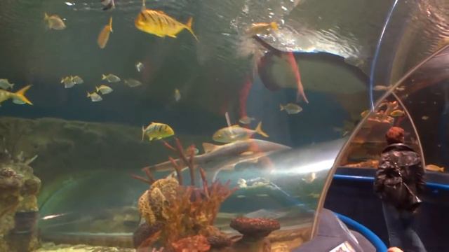 Окунариум. Санкт-Петербург. Тоннель аккул смотреть онлайн