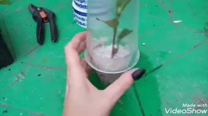 Размножение камелии