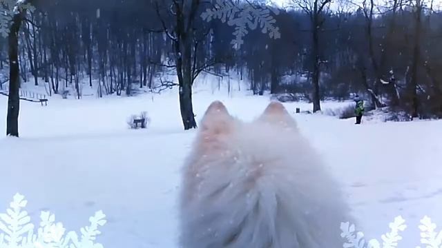Самоед и его стихия смотреть онлайн