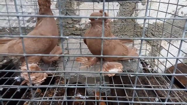 Северокавказские бойные космачи . Желтые чубатые / Nordkaukasien Pigeon ( Chisinau , Moldova )
