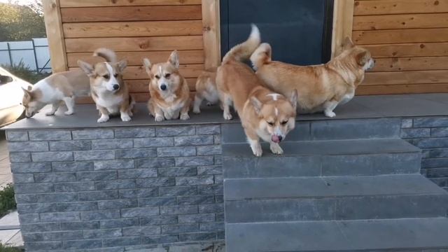 corgi-pitomnik.by смотреть онлайн