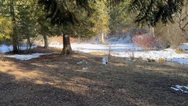 First hunt with the Freq Ultrasonic game call! “The Northport Naughty Cougar”. смотреть онлайн