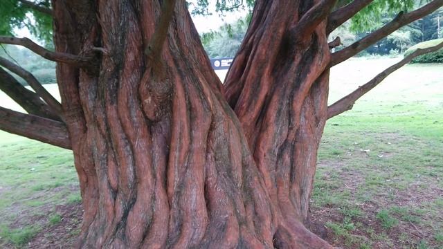 Метасеквойя (Vandgran, Metasequoia glyptostroboides) в парке г. Хернинг / Herning, Дания. смотреть онлайн