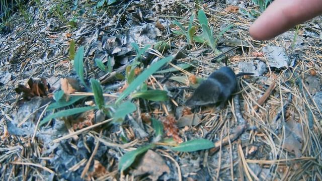 Случай #5. Бесстрашная землеройка смотреть онлайн