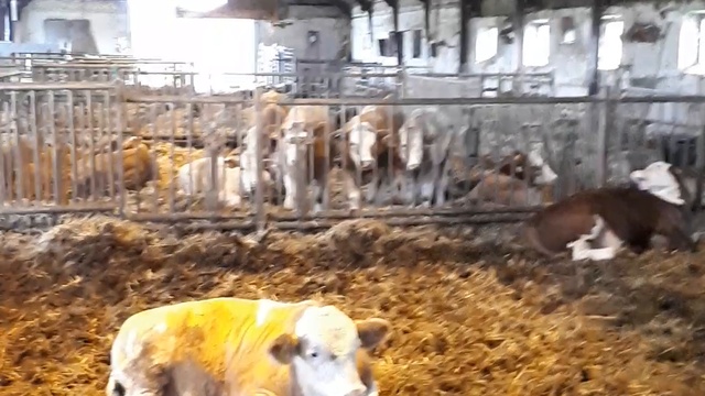 Оптовая продажа КРС из Дании смотреть онлайн