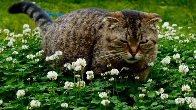 Злая кошка.Кошка Плюшка рычит и шипит смотреть онлайн