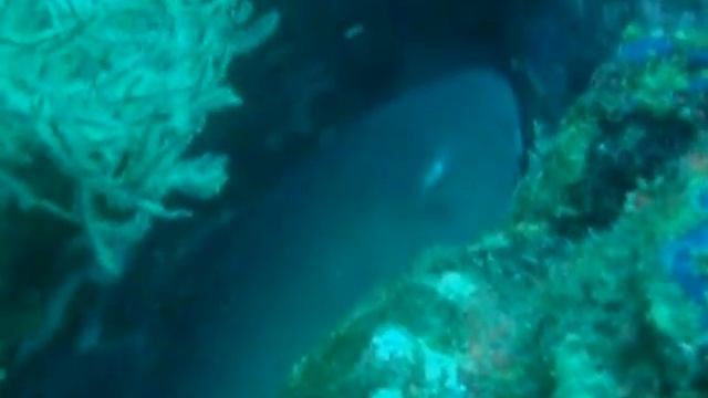 1st Underwater Video Sony DSC-T100 смотреть онлайн