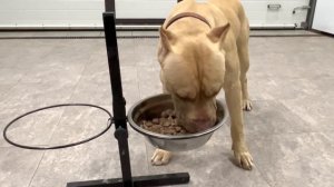 Питбуль Граф…Мои питомцы полностью перешли с Рояла на Альфабульс…