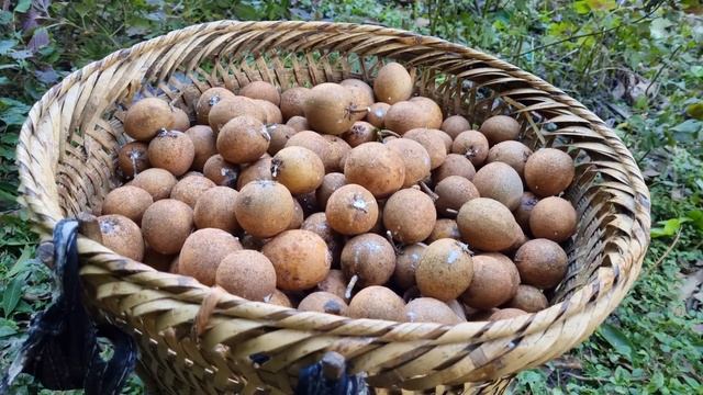 Chuc Thi Duong Harvest, sapodilla fruit brought to the market to sell _make a nest for ducks смотреть онлайн