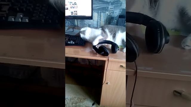 Отдай мои наушники!! смотреть онлайн