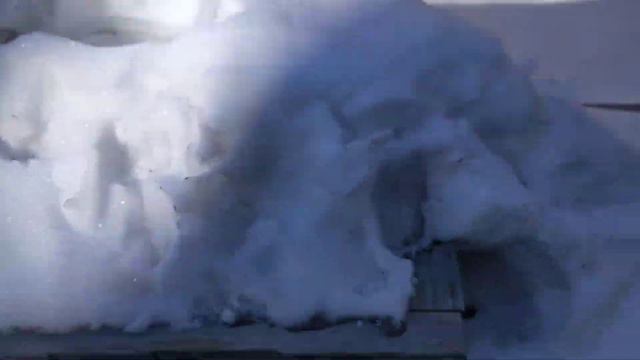 Unprotected Mid-winter Kale