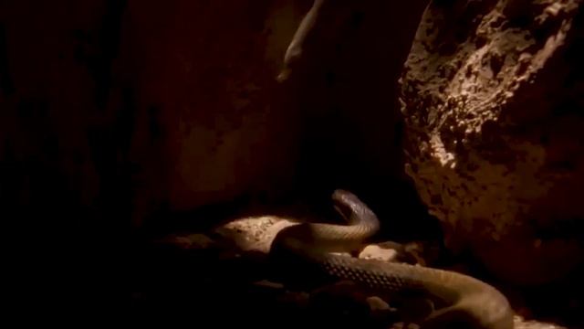 Тайпан самая ядовитая змея в мире. смотреть онлайн