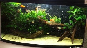 Кормление рыб замороженным кормом