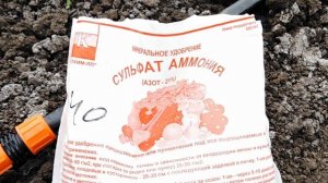 Подкисление голубики сульфатом аммония.