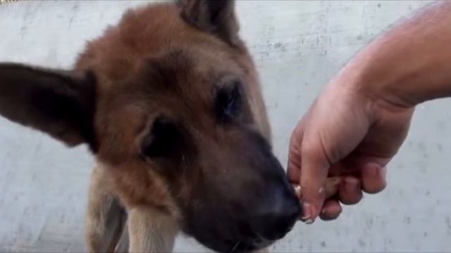 Когда прохожий положил руку на голову собаке она заплакала. Из за того, что…! смотреть онлайн