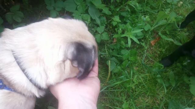 Мопсы - пожиратели малины смотреть онлайн