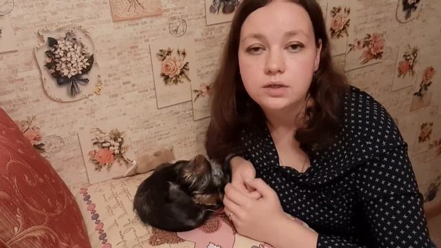 Хочу купить йорка?! ОСТОРОЖНО!!! смотреть онлайн