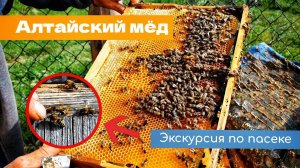ПРАВИЛЬНЫЕ АЛТАЙСКИЕ ПЧЁЛЫ | Экскурсия по пасеке #алтай #мед #пасека